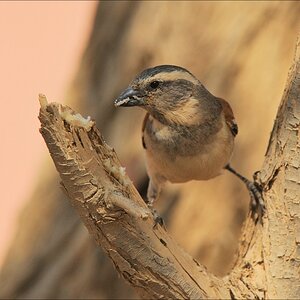 acomp Namibia 09 02128