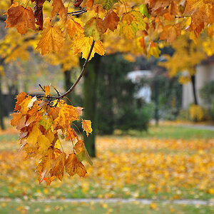 Herbst in Mödling
