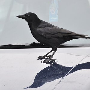 Parkplatzwächter
