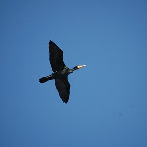 Was für ein Vogel?