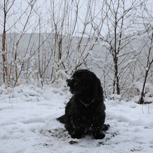 Nikki im Schnee 1