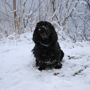 Nikki im Schnee 2