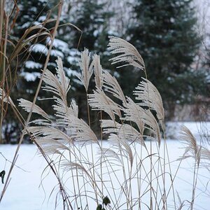 Schnee am See