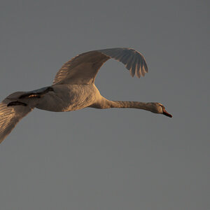 einsamer Schwan ABI 1720 07. Februar 2010 001