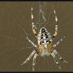 Kreuzspinne