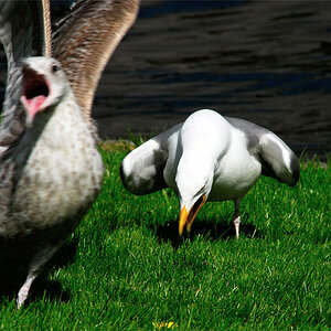 dirk scharn seagull1