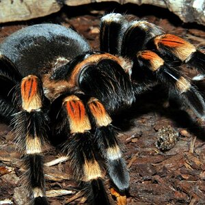 Brachypelma smithi zuhause im Terrarium