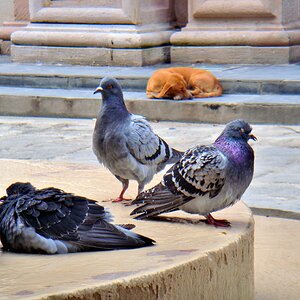 Tiermotiv in der Altstadt