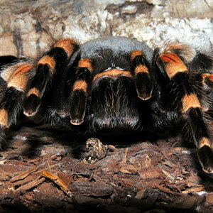 Brachypelma smithi zuhause im Terrarium