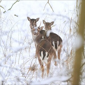 acomp usedom 0046