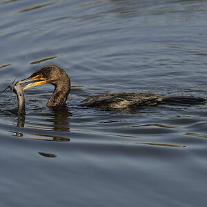 DSC2543 NF F
Everglades