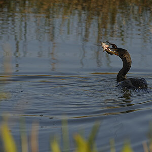 DSC2567 NF F
Everglades