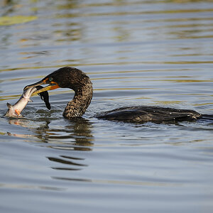 DSC2572 NF F
Everglades