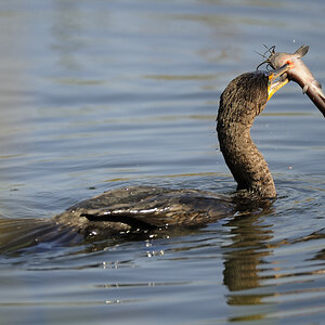 DSC2575 NF F
Everglades