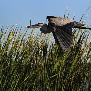 DSC6785 NF F
Everglades