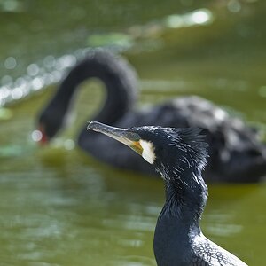 20080318 6641 [D200]B   F5.6 300.00mm