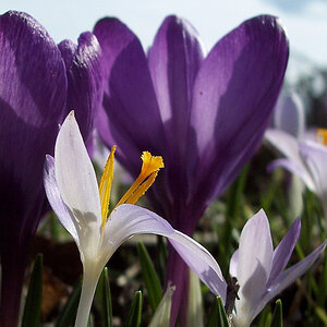Krokusse 073h