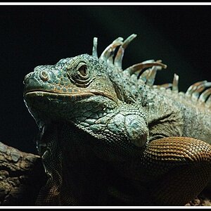 Leguan