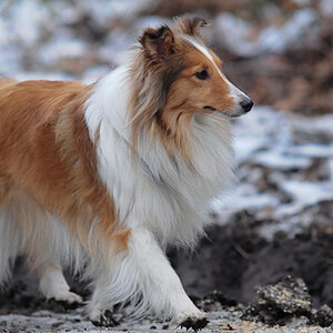 sheltietreff Bocketal (10 von 86)