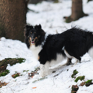 sheltietreff Bocketal (17 von 86)