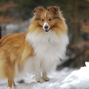 sheltietreff Bocketal (35 von 86)