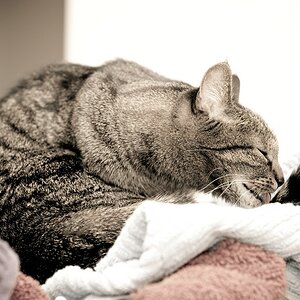 Katzen