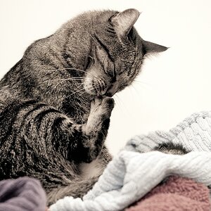 Katzen