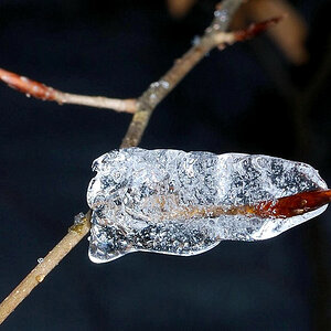 comp EisKnospe01.JPG