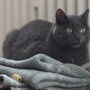 DSC6711 nff