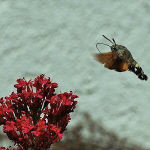 compsummerfly2 (1 von 1)