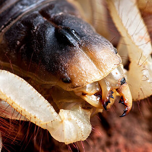 Skorpion