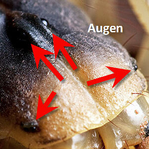 Skorpion Augen