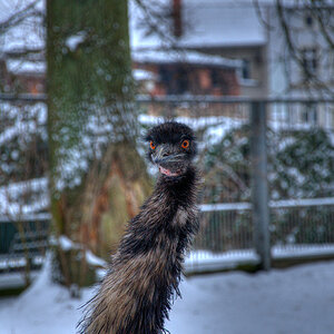 LaufvogelHDR4