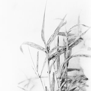 Gras