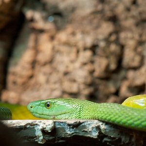 Reptilienzoo Obertraubling