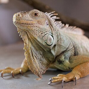 Grüner Leguan Reptilienzoo Obertraubling