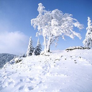 Bayrischer Wald Winter 1993