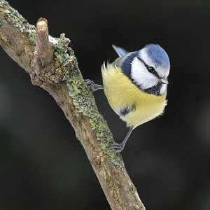 Blaumeise