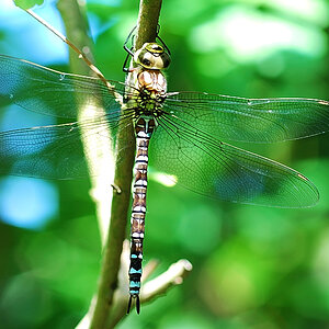 In meinem Garten