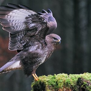 17387 Mäusebussard