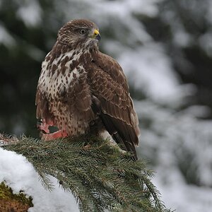 33927 Mäusebussard