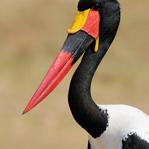 Sattelstorch
Queen Elizabeth NP - Karinga Kanal
(4599)