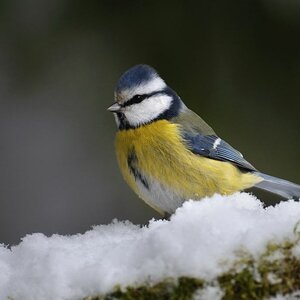 33935 Blaumeise