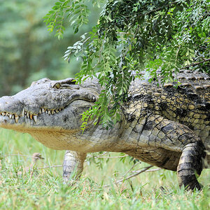 Krokodil 
Murchison Falls NP
(3378)