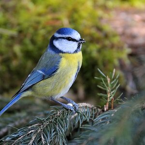34632 Blaumeise