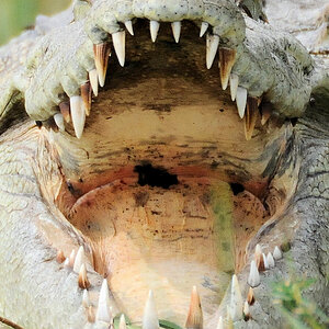 Krokodil
Murchison Falls NP
(3370)
