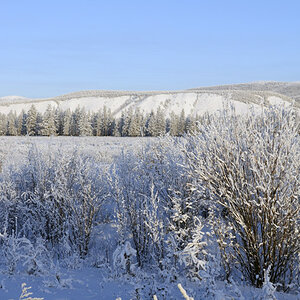 erstarrte Vegetation vor Oymyakon