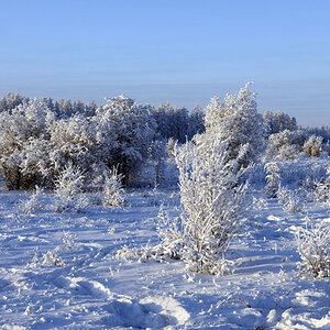 erstarrte Vegetation vor Oymyakon
