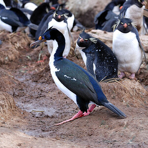 kormorane Falklands