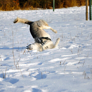 2010 02 17 3666 1025jpg
